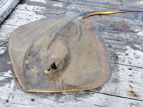アカエイの釣果