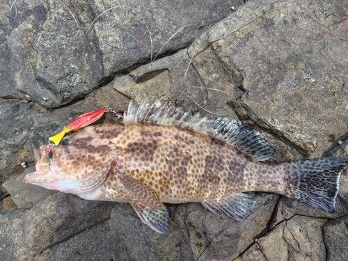 オオモンハタの釣果