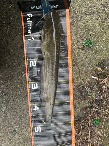 ナマズの釣果
