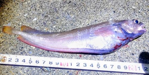 ドンコの釣果