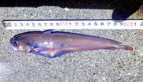 ドンコの釣果