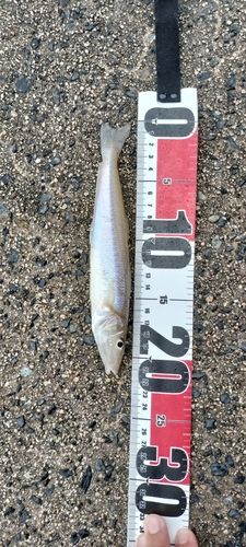 シロギスの釣果