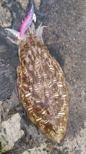 モンゴウイカの釣果