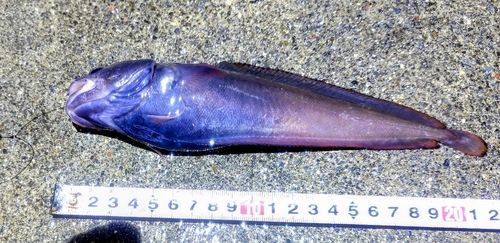 ドンコの釣果