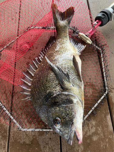 チヌの釣果