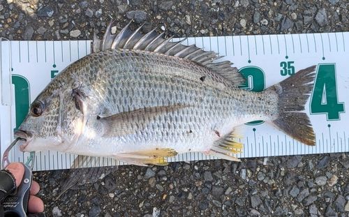 キビレの釣果