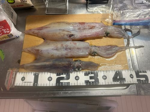 アカイカの釣果