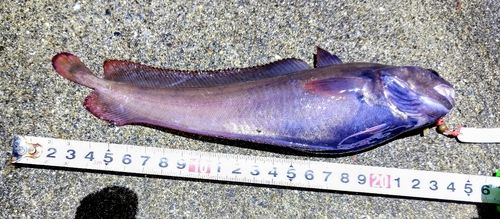 ドンコの釣果
