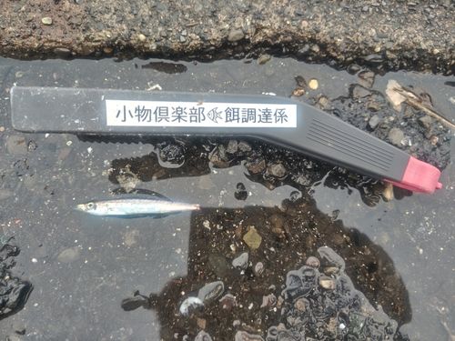 カマスの釣果