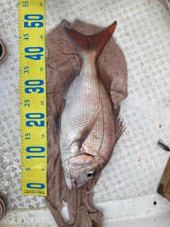 タイの釣果