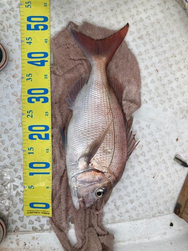 タイの釣果