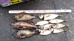 メバルの釣果