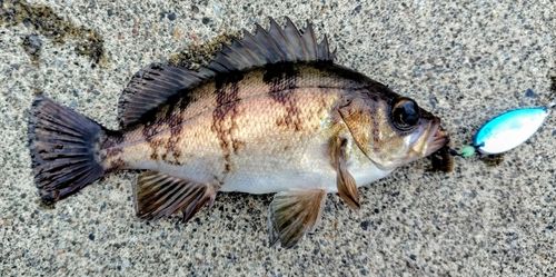 シロメバルの釣果