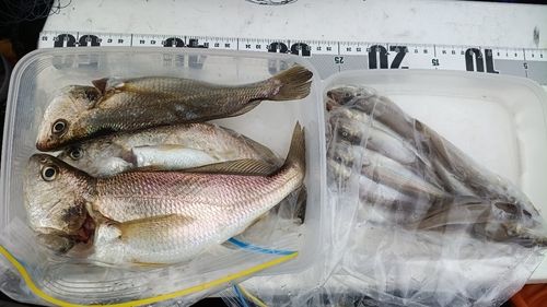 イシモチの釣果