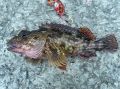 カサゴの釣果