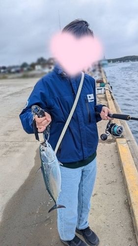 ソウダガツオの釣果