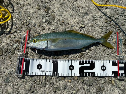 ツバスの釣果