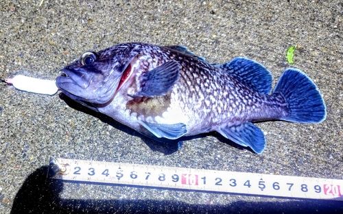 キツネメバルの釣果
