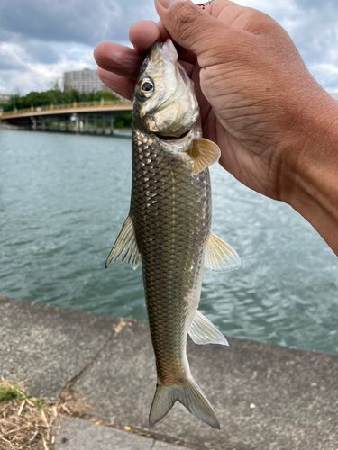 ニゴイの釣果