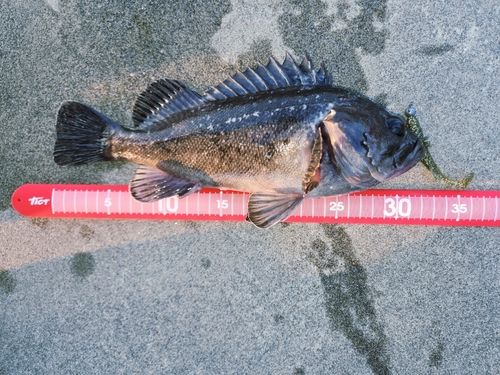 クロソイの釣果