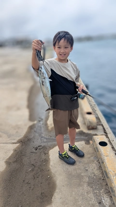 ソウダガツオの釣果