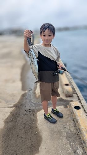 ソウダガツオの釣果