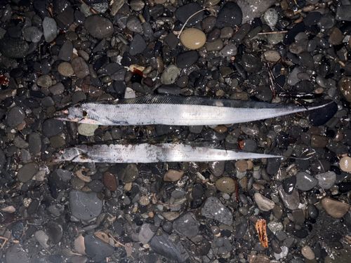 タチウオの釣果