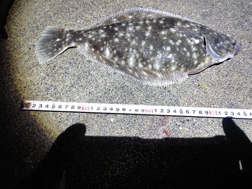 マコガレイの釣果