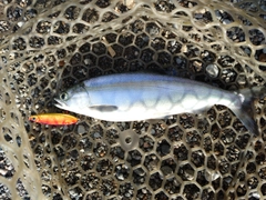 ヒメマスの釣果
