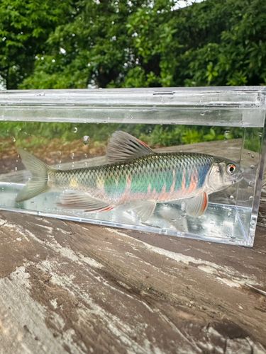 オイカワの釣果