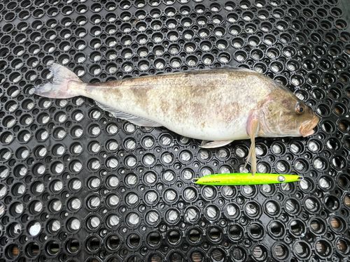 ホッケの釣果