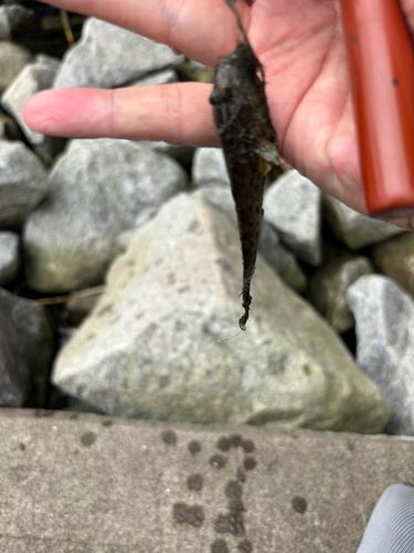 マハゼの釣果