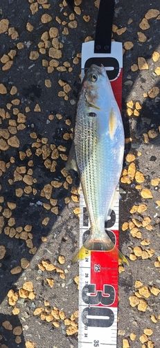 コノシロの釣果