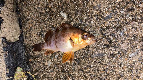 シロメバルの釣果