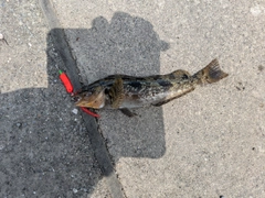 アイナメの釣果