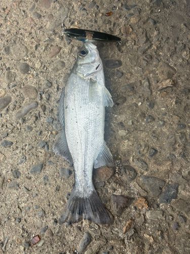 フッコ（ヒラスズキ）の釣果
