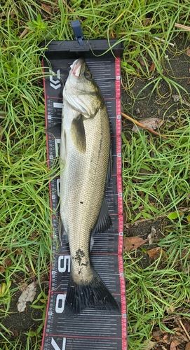 マルスズキの釣果