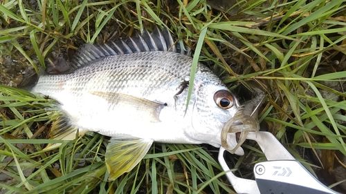 キビレの釣果
