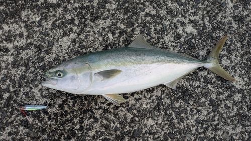 ヤズの釣果