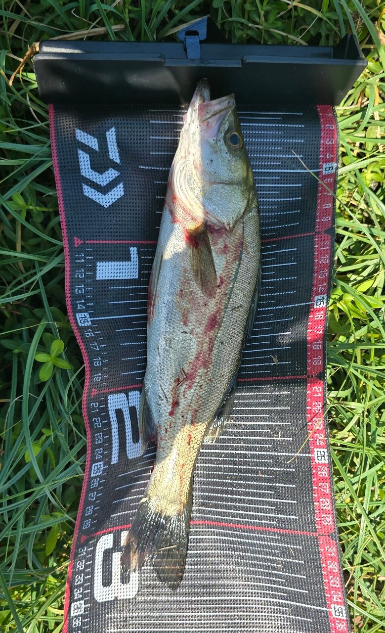 AbuGarcia ソルティスタイル マイクロショアジギング SMJS-962UL-KRの