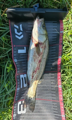 マルスズキの釣果