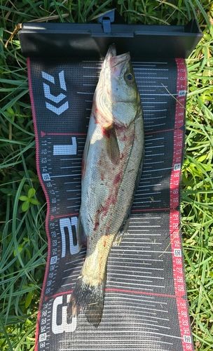 マルスズキの釣果
