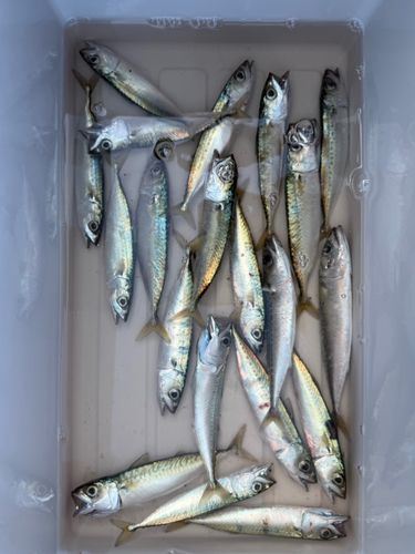 サバの釣果