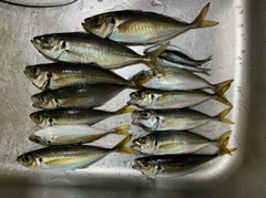 アジの釣果