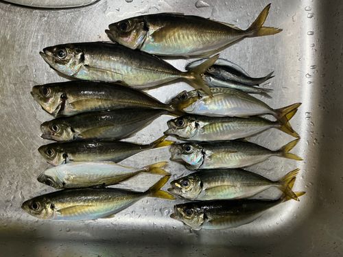 アジの釣果