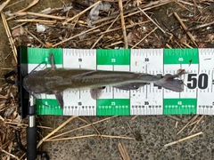 アメリカナマズの釣果