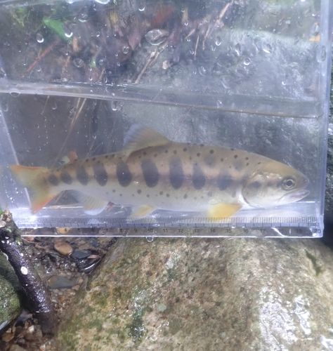 アマゴの釣果