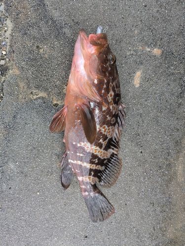 キジハタの釣果