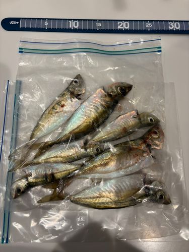 アジの釣果