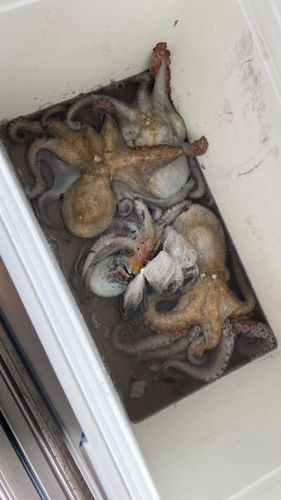 マダコの釣果